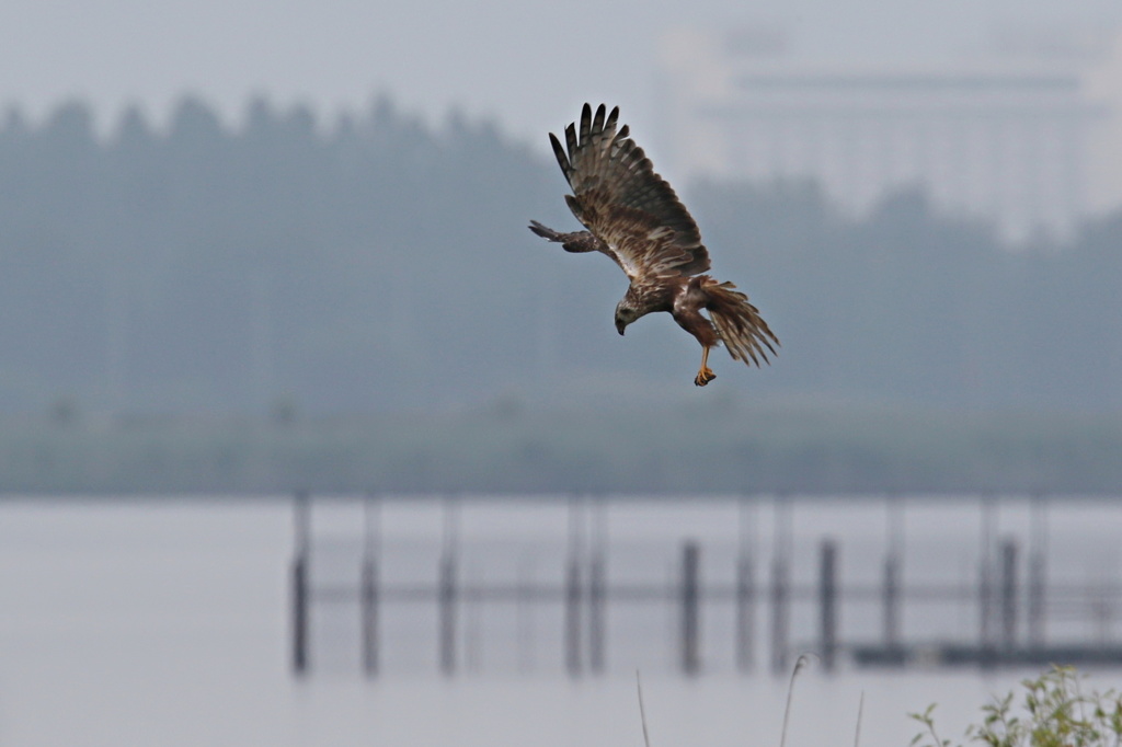 巣にお持ち帰り