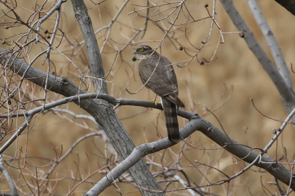 捕り逃がしたハイタカ