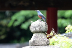 神社の見張り番
