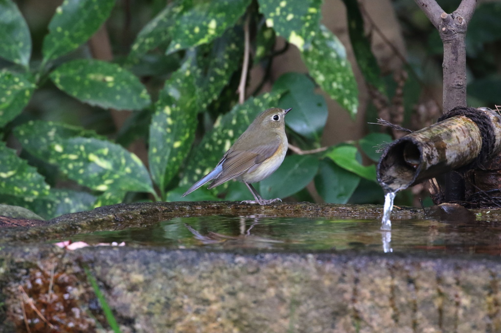 水飲み場のルリビタキ