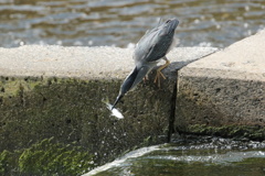 お魚とササゴイ③