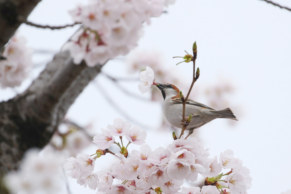 お得意のお摘まみ？