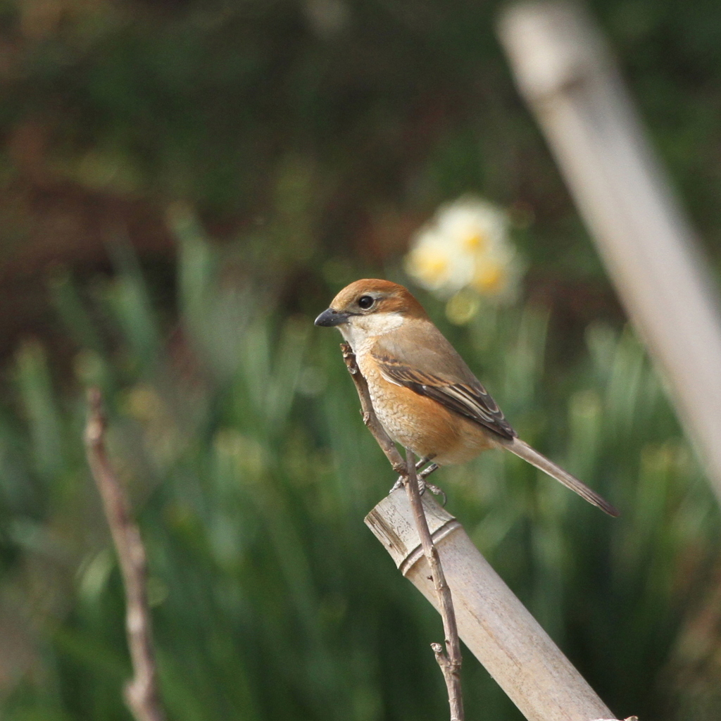 水仙はもう少しで--