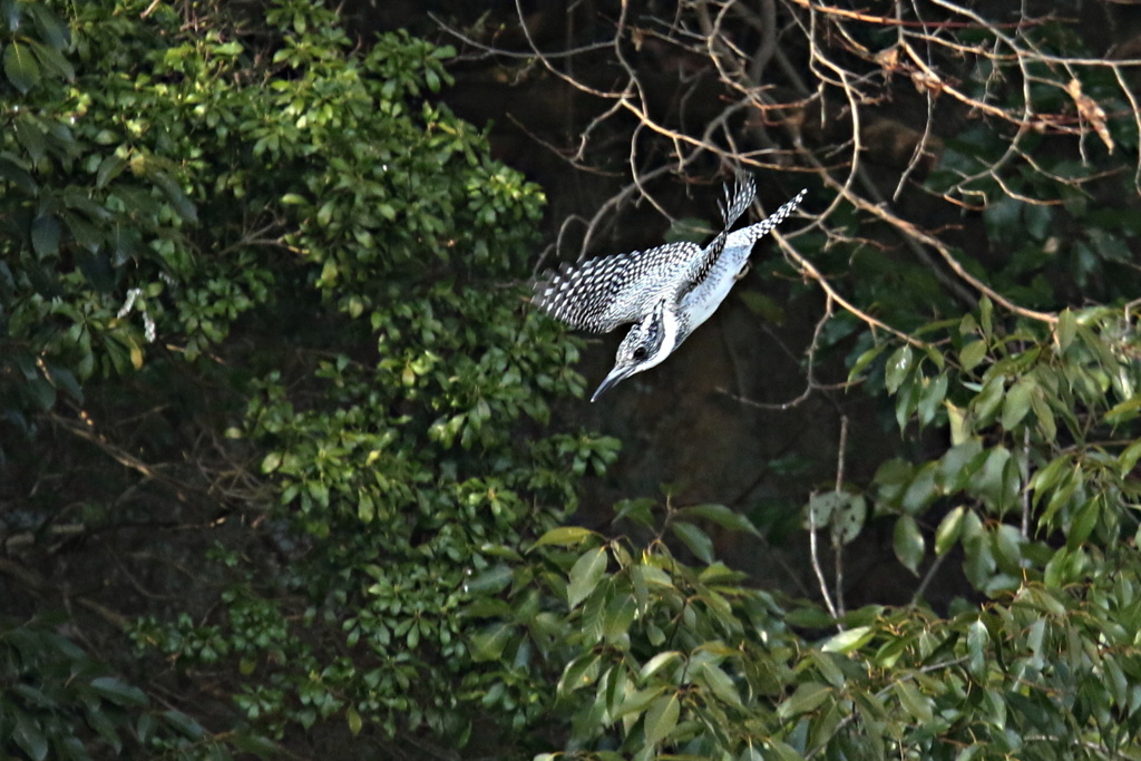 ヤマセミの飛出し
