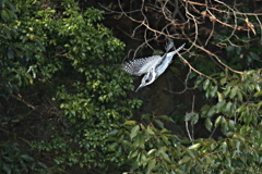 ヤマセミの飛出し