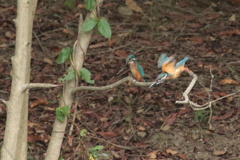 カワセミ兄弟～やってご覧～