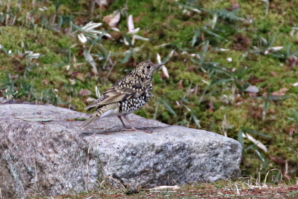 石台のトラツグミ