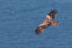 洋上の鳶