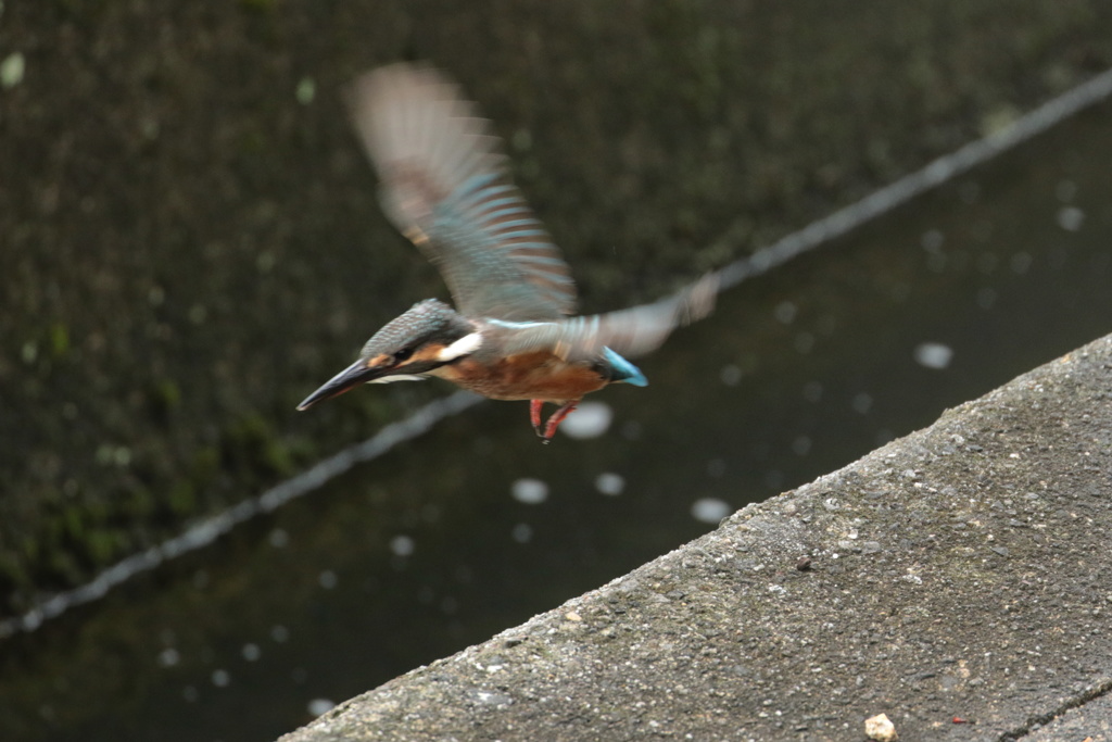 家窓のカワセミ～チョイホバ～