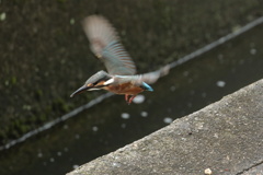 家窓のカワセミ～チョイホバ～