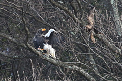 鳶に油げはさせない！