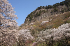 屏風岩の桜　今日が満開