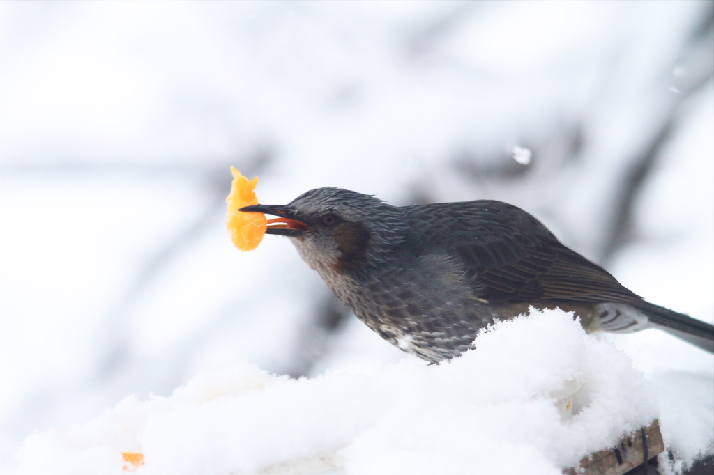 雪にもめげず！！