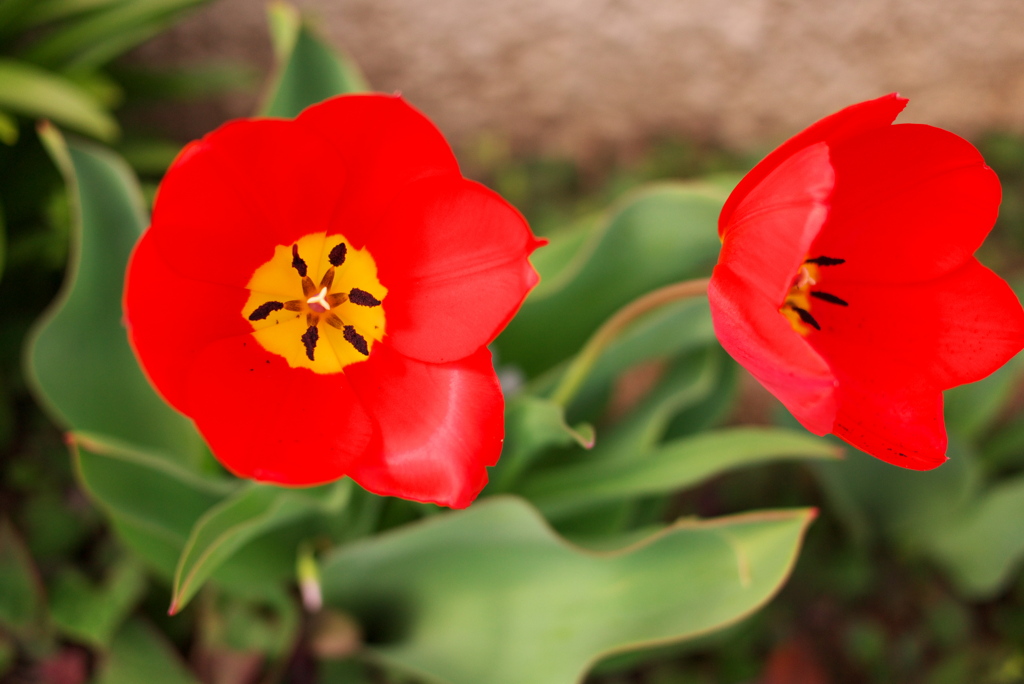 なんの花か教えてくれませんか？＾＾；