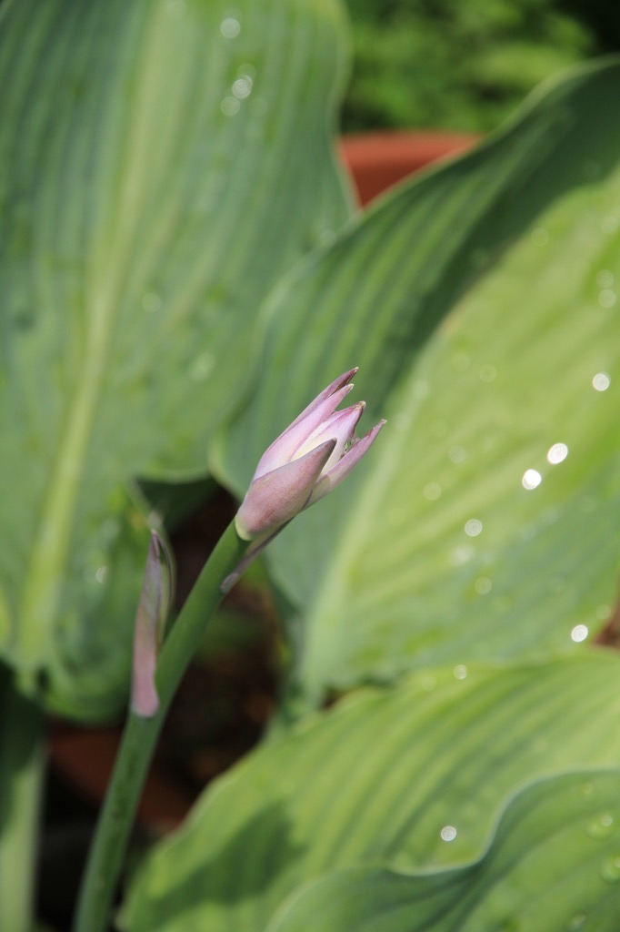 ぎぼうしの蕾