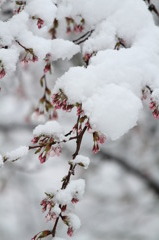 雪帽子