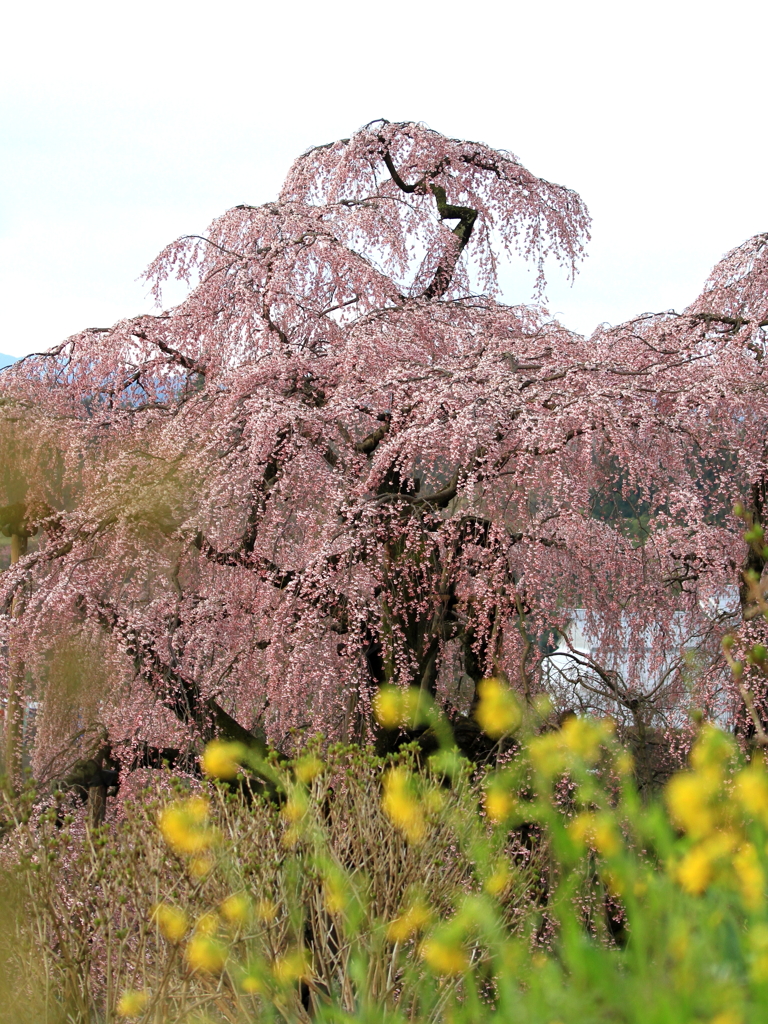 滝桜と菜の花