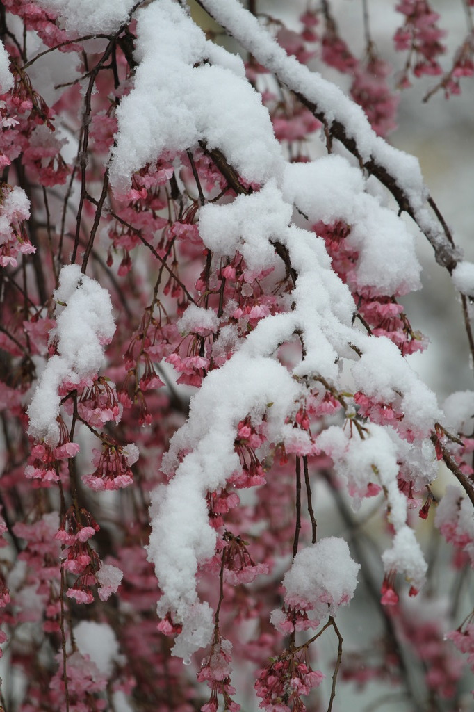 雪紅しだれ