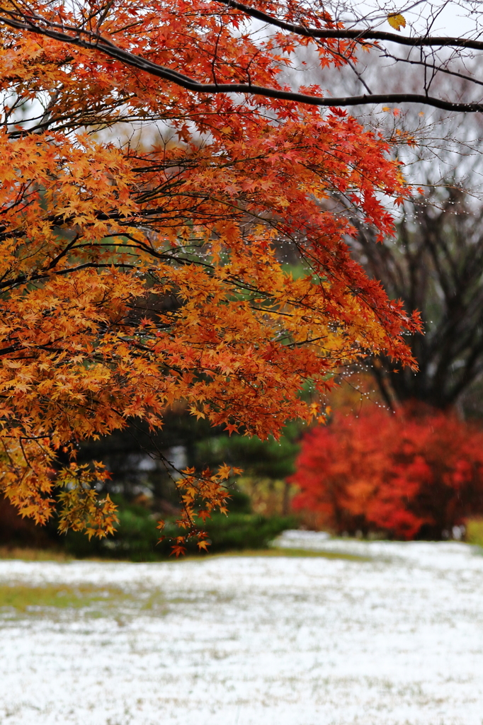 紅葉に雪