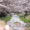 観音寺川の桜