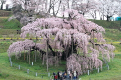 樹齢１０００年