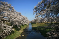 藤田川 満開