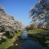 藤田川 満開