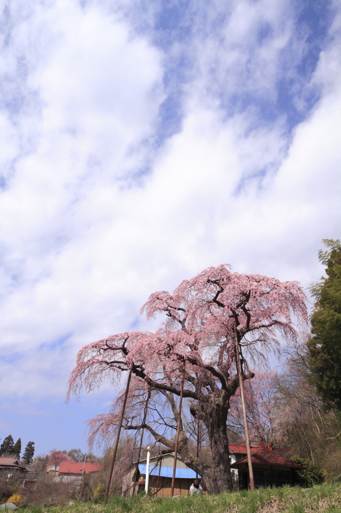 地蔵桜