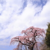 地蔵桜