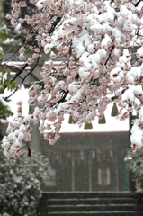 満開そして大雪．．．