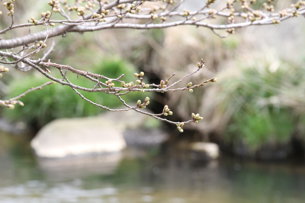 桜蕾