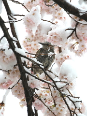 桜、ヒヨドリ、そして雪