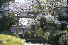 神社桜