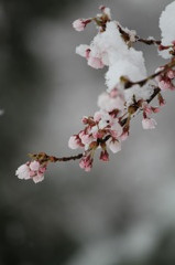 雪さくら