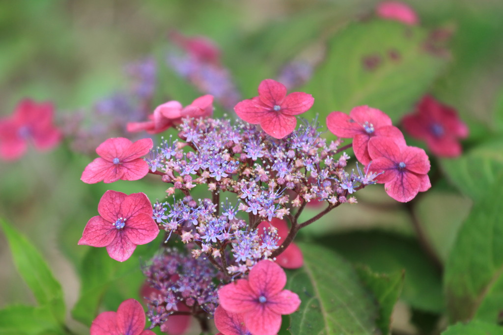 紫陽花