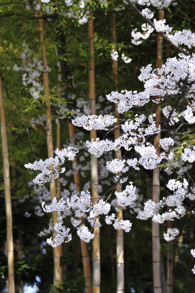 竹と桜