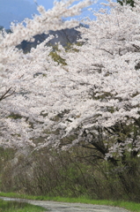 山道の桜