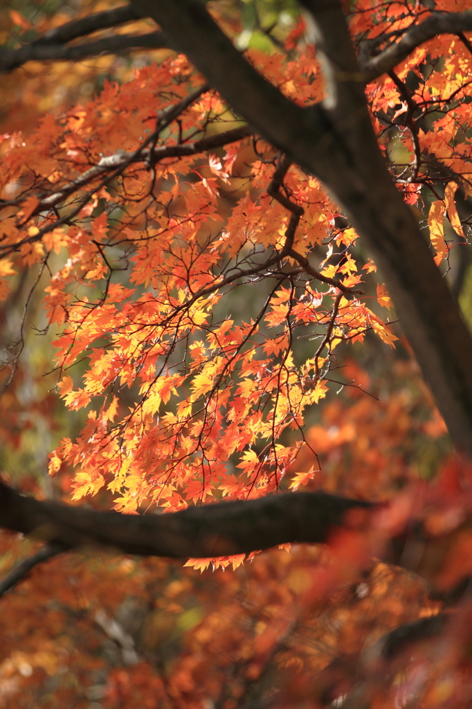 日向の紅葉