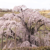 三春滝桜