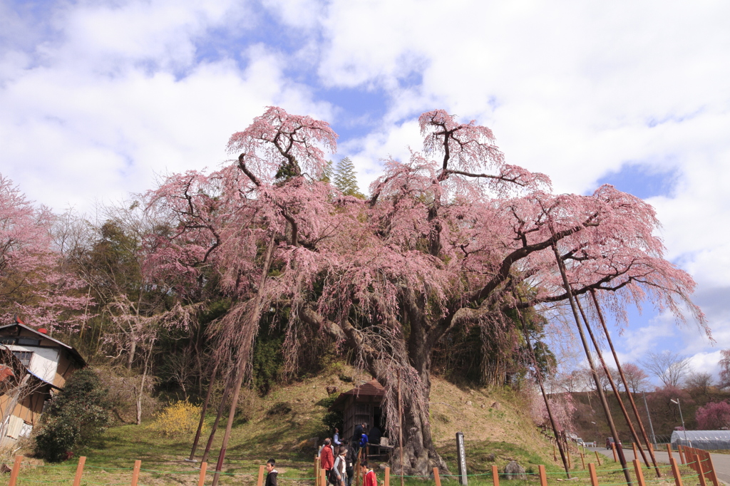 地蔵桜