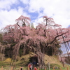地蔵桜