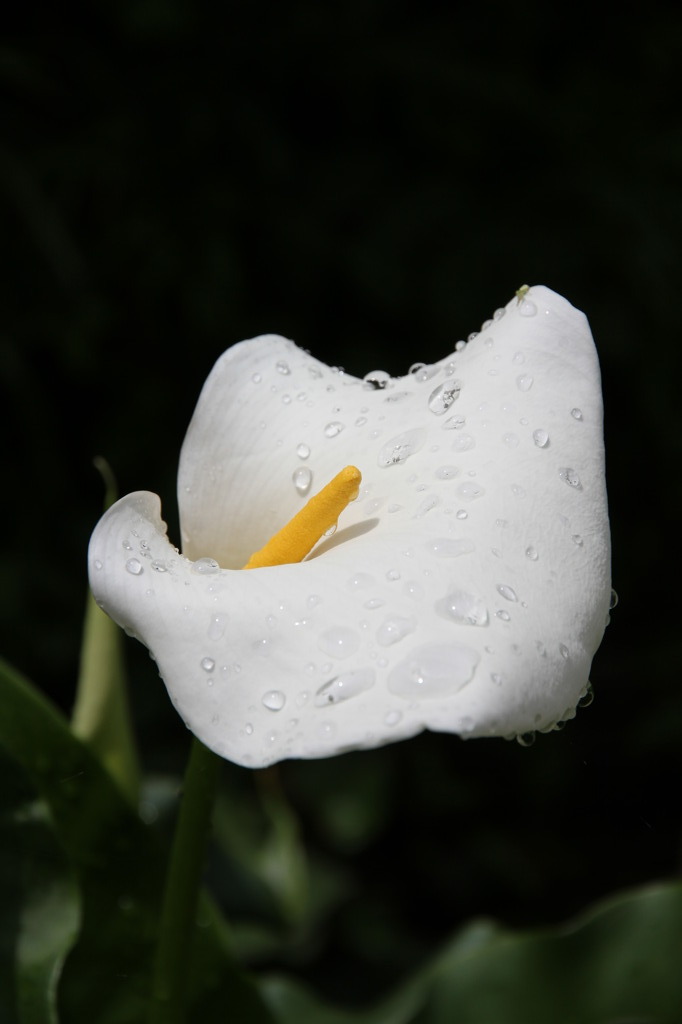 雨上がりのカラー