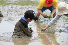 苗の気持ち