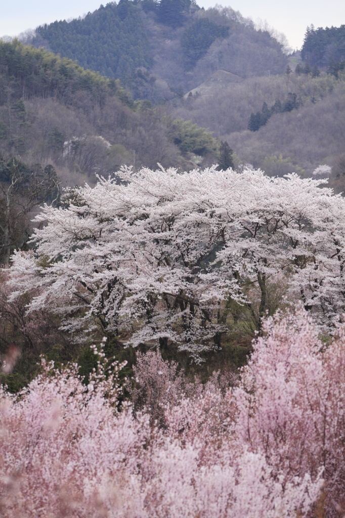 花木団地