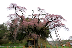 紅枝垂れ地蔵桜