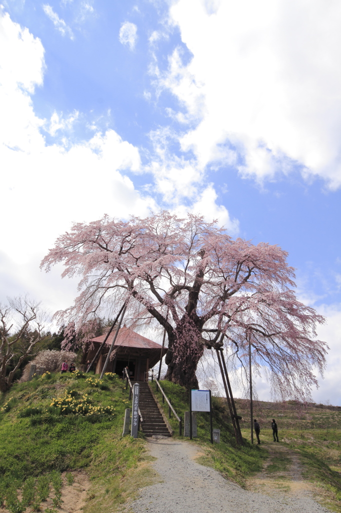 上石の不動桜