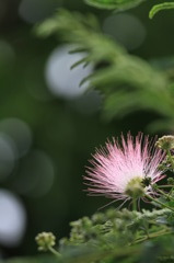 ネムノキの花