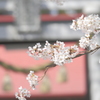 鳥居の前