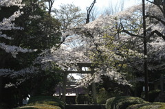 桜 きらきら