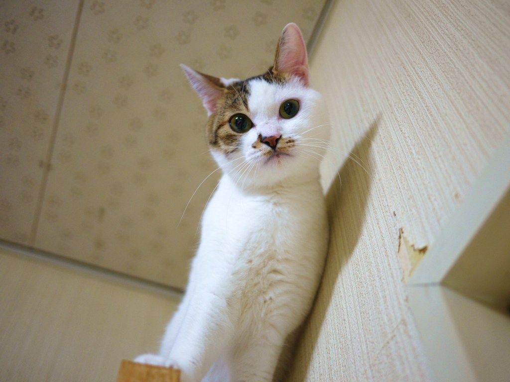 かかってこいやぁ～!!!